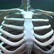 Skeleton Rib Cage and Skull - VideoHive Item for Sale
