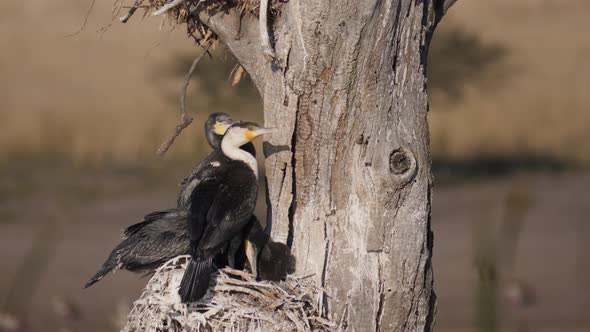 White-breasted Cormorants nest 