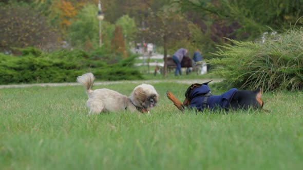 Shih Tzu Dog and Doberman Puppy Jumps on Green Lawn Grass alt