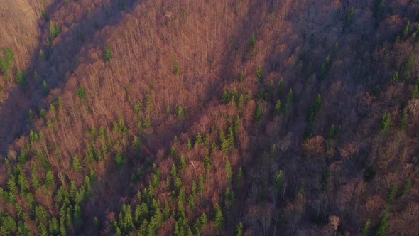 Aerial Shot of a Drone Over a Colorful Forest in Early Spring
