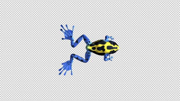 Jumping Frog - II - Poison Dart - Yellow Black Blue - Top View