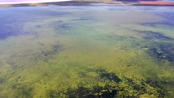 Beautiful flight in summer over a green lake. Green algae. Salt Lake. alt