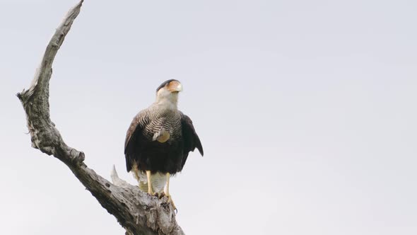 Scavenger bird, crested caracara, caracara plancus perched stationary on the tree branch, slowly dig alt