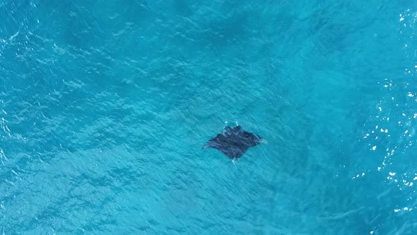 High view of a large Manta Ray swimming deep in the ocean currents. Drone view alt