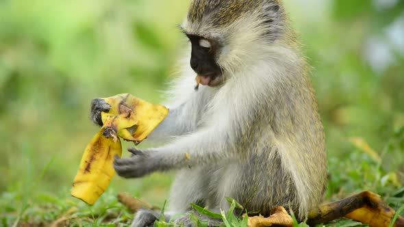 Baby Vervet Monkey alt