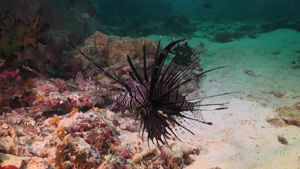 Common Lionfish (Pterois volitans) swimming over coral reef, close up shot alt