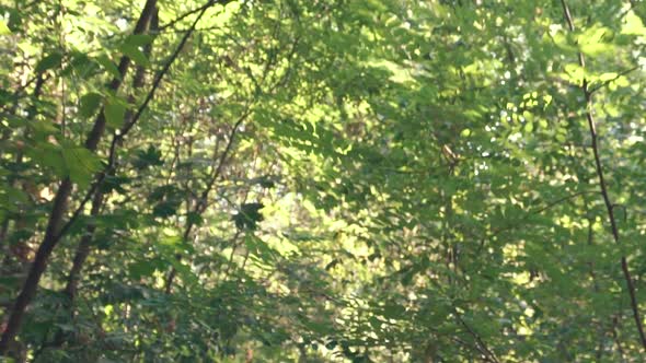 The Girl Jogging In The Forest alt