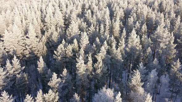 Winter Forest Nature