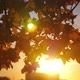 Autumn Sunset Light - VideoHive Item for Sale