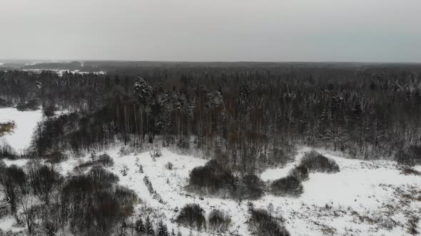 The Edge Of The Taiga Forest Under The Snow