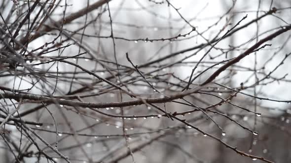 The Bare Branches Under the Spring Rain