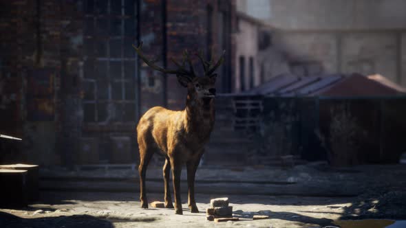 Wild Deer Rooming Around the Streets in Abandoned City alt