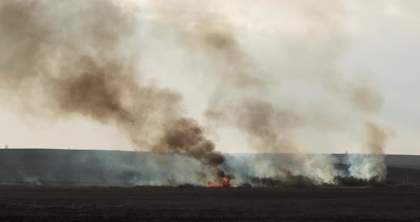 Fire In The Field Burns Dry Grass Flying Bird alt