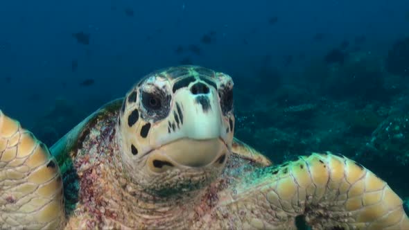 Green Sea Turtle (Chelonia mydas) swimming straight at camera head on alt