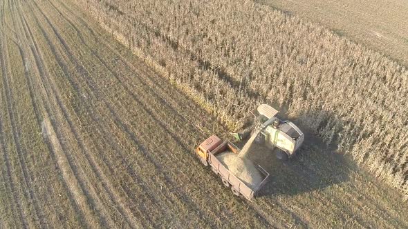 Flying over machinery harvesting on cornfield alt