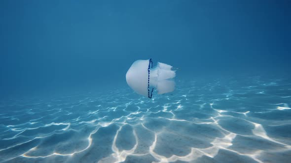Lung of the Sea Jellyfish Swims in the Sea Depth alt