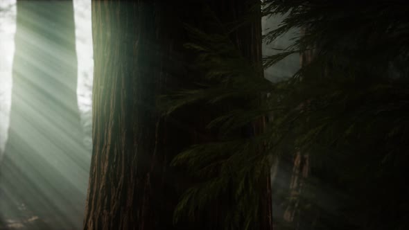 Morning with Fog in Sequoia National Park alt