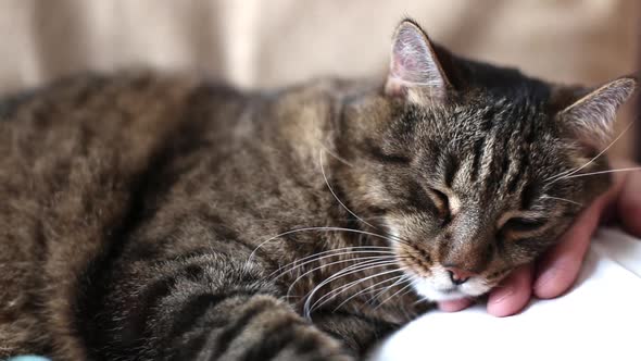 cute gray domestic cat is sleeping on the chest of the owner. alt