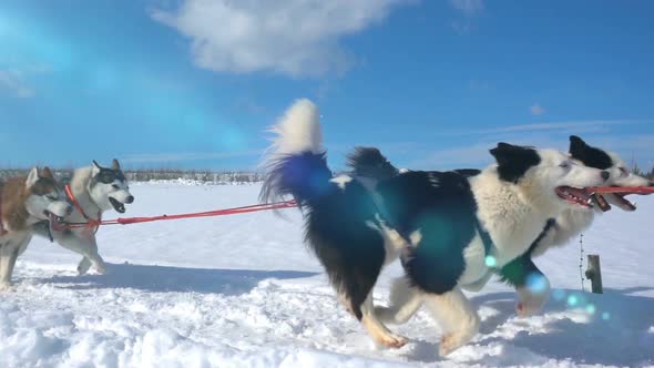 Dogs Harnessed By Dogs Breed Husky Pull Sled with People, Slow Motion, Video Loop alt