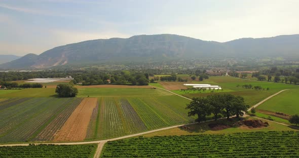 Vineyards aerial drone shot in spring 4K