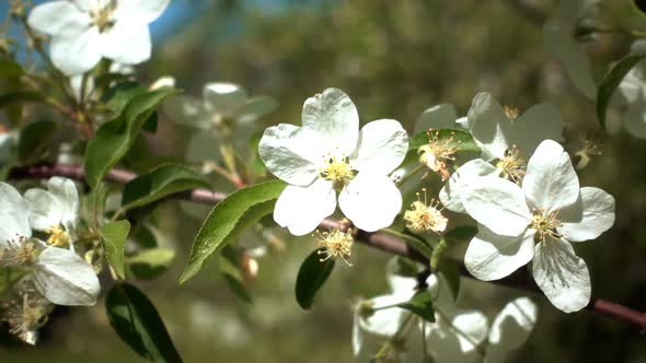 Apple Tree Flowering