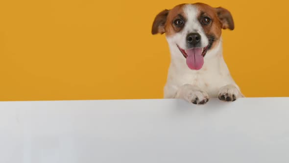 Adorable little dog stands with a large white banner for the inscription alt