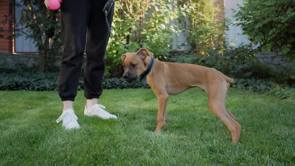 Portrait of a Young Purebred Puppy of a German Boxer a Dog with the Owner Walks on the Green Grass alt