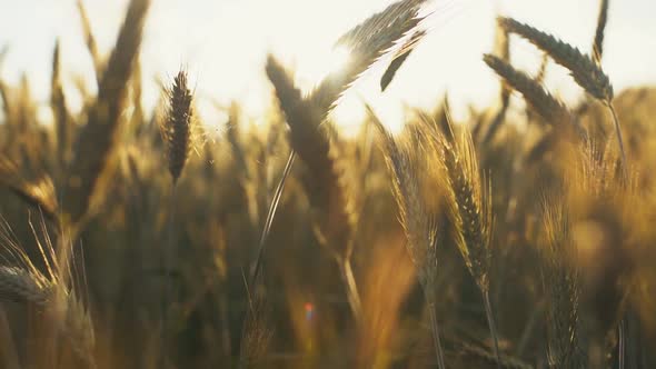 Gold Spikelets Per of Wheat at Sunset