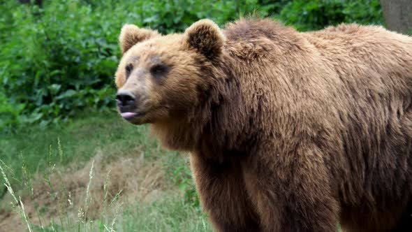 Brown bear (Ursus arctos beringianus). Kamchatka brown bear in the grass.