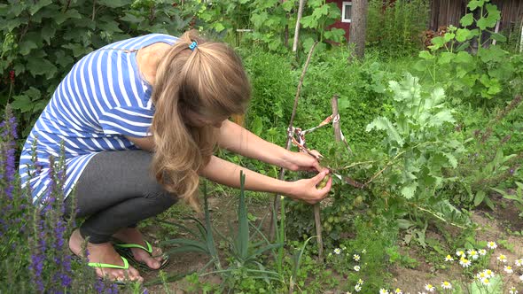 Gardener Woman Picking Fresh Organic Green Gooseberry