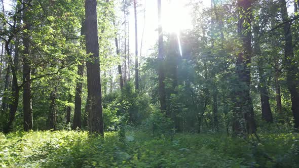 Beautiful Green Forest on a Summer Day Slow Motion alt