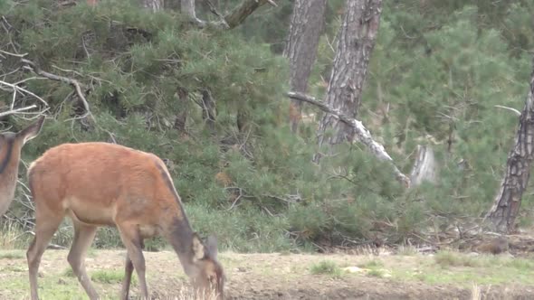 Herd Of Deers Roaming Around In Dried Grassland During Breeze Day. - Medium Shot alt