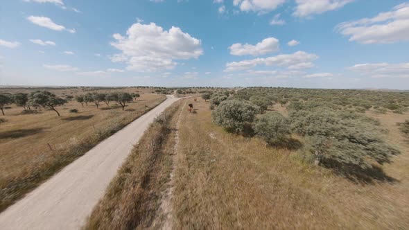 Flying Over Rural Field With Lush Green Trees And Horses Grazing At Daytime - drone shot alt