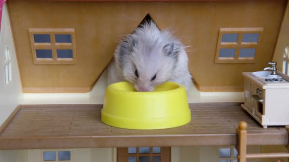 Cute Hamster Sits in the House and Eats Food