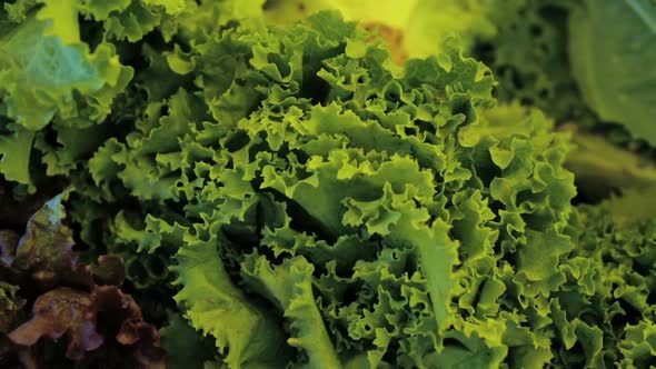 Organic vegetables from the local farm at the Summer Farmers Market. alt