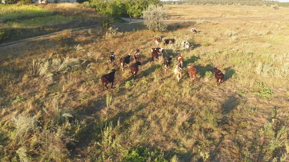 Aerial View of a Herd of Cows Grazing in the Ukrainian Village on Countryside alt