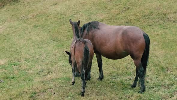 Baby Foal is Standing Next to Its Mother on a Green Pasture on a Rainy Day alt