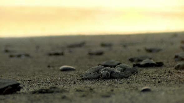Atlantic Ridley Sea Baby Turtles Crossing the Beach at Sunset