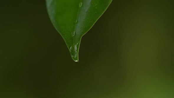 Water Drops on a Leaf alt