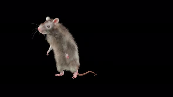 Rat Dancing, Motion Graphics | VideoHive