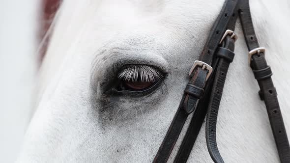 Close-up of the eye of a harnessed white horse. 