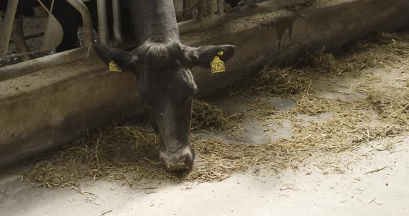 Cows Eat Hay or Grain in a Professional Industrial Barn