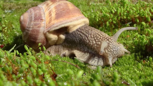 Helix Pomatia Also Roman Snail Burgundy Snail alt