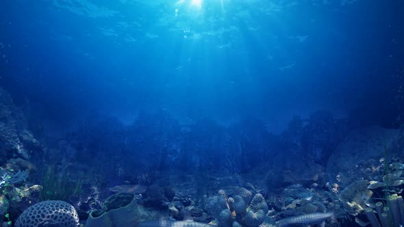 underwater view from the seabed