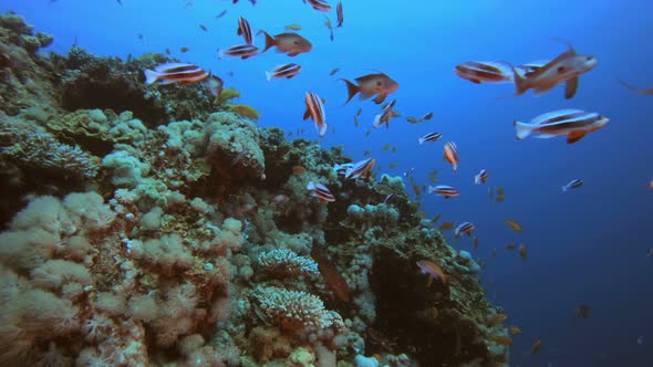 Tropical Coral Reef alt