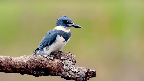 A Belted Kingfisher Video Clip 