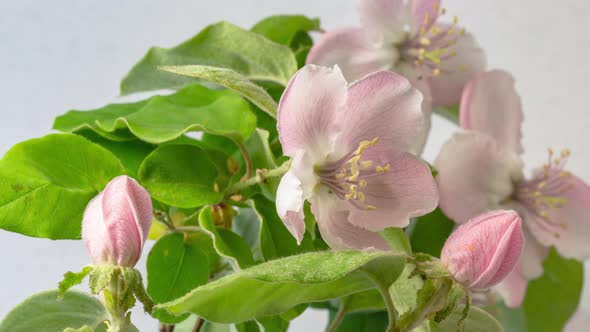 Quince Blossom Timelapse alt