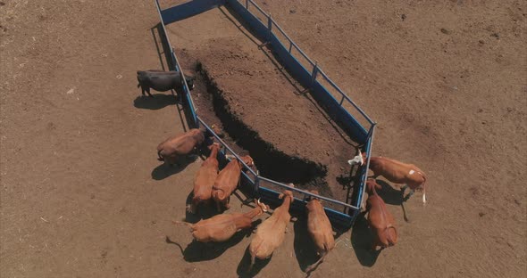 Cattle clustered around a feeding area on dry land, Aerial view. alt