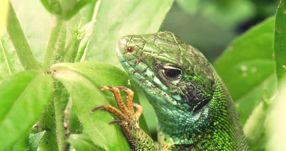 Macro Shot of the Green Lizard in Sunny Day on a Green Leaves Background.  alt