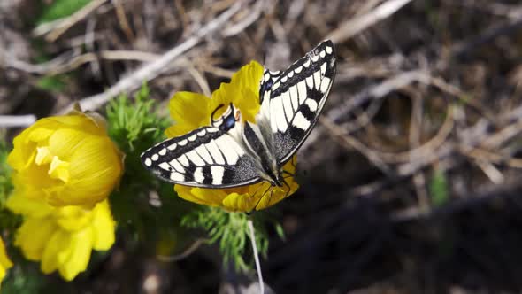 Papilio Machaon the Old World Swallowtail Butterfly Sitting on a Yellow Flower in the Garden alt